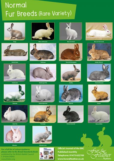 Normal Fur Rare Variety Breed Poster