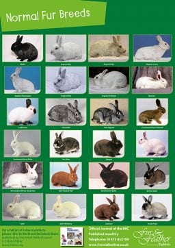 Normal Fur Breed Poster – Fur and Feather