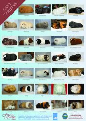 Cavy Poster – Fur and Feather